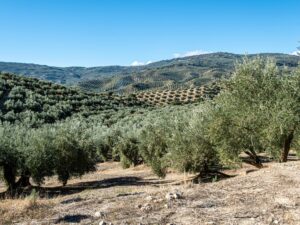 La sequía en el olivar, ¿Cómo le afecta?